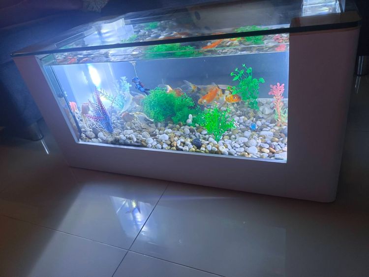 ตู้ปลา รูปที่ 3