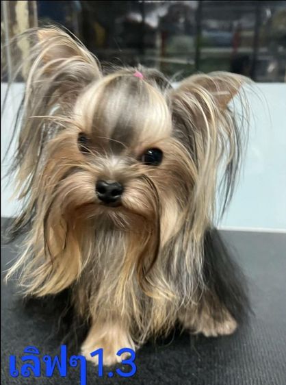 ยอร์คเชียร์  พร้อมย้ายบ้านครับ 11000บ. รูปที่ 2