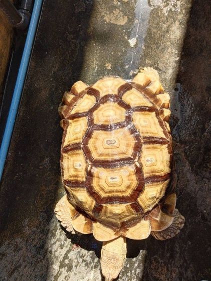 ขายเต่าซูคาต้าขนาด 18 นิ้วตัวใหญ่ตัวผู้ครับ
ถ้าสนใจทักมาแล้วจะให้จัดส่งหรือมาดูด้วยตัวเองเลยก็ได้ครับ