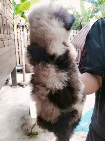 ลูกบางแก้วแท้ อายุ 45 วัน รูปที่ 2