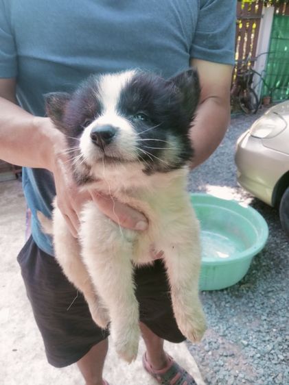 ลูกบางแก้วแท้ อายุ 45 วัน รูปที่ 4