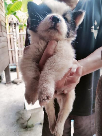 ลูกบางแก้วแท้ อายุ 45 วัน