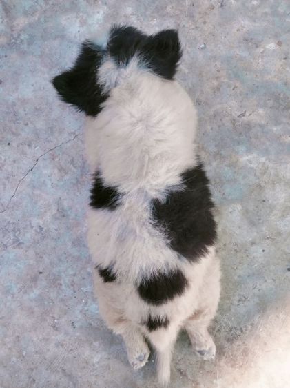 ลูกบางแก้วแท้ อายุ 45 วัน รูปที่ 6