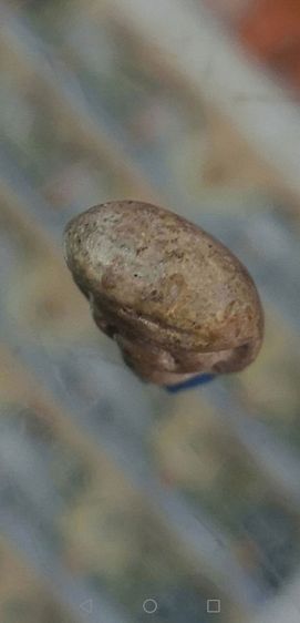 สมเด็จวัดพลับ​ พิมพ์ตุ๊กตาเล็ก​ วัดพลับจ.กรุงเทพฯ รูปที่ 12