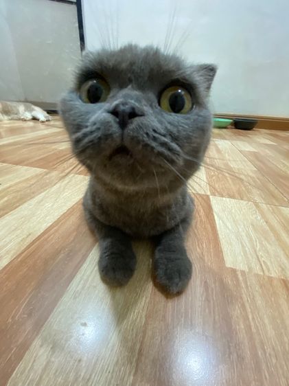 ลดประชากร สก๊อตติสสีบลู รูปที่ 3