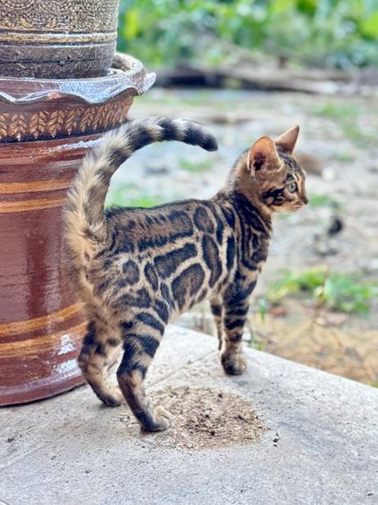 เบงกอล (Bengal House Cat) แมวเบงกอลแท้สีน้ำตาล