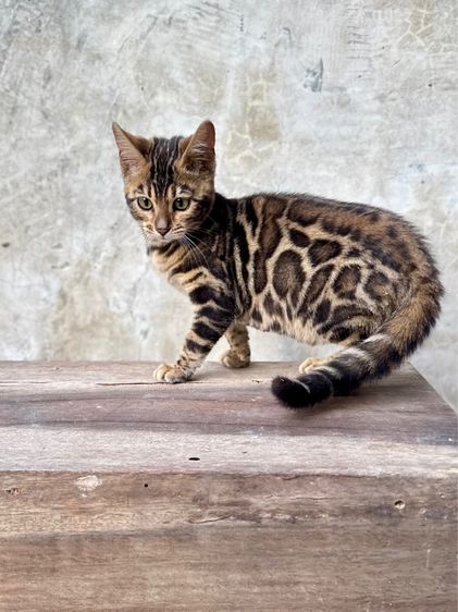 แมวเบงกอลแท้สีน้ำตาล รูปที่ 4