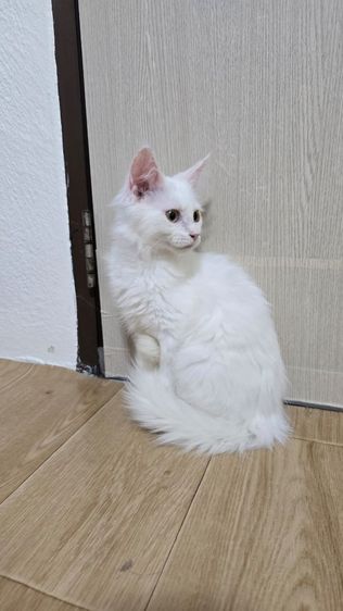เมนคูน (Maine Coon) แมวเมนคูนแท้
