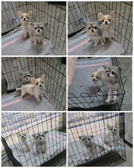 มอลทีส (Maltese) เล็ก ชิวาว่า จิ๋ว