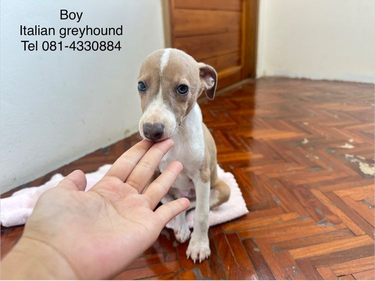 อิตาเลี่ยนเกรย์ฮาวด์  รูปที่ 2