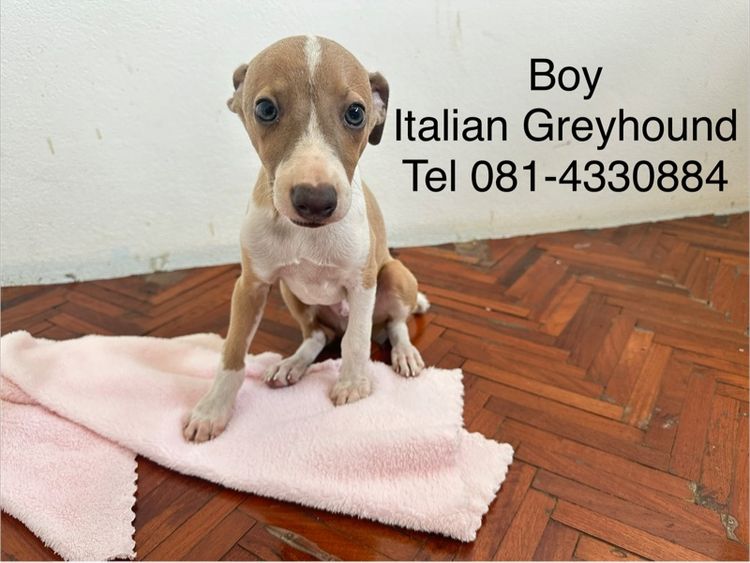 อิตาเลียน เกรย์ฮาวด์ (Italian Greyhound) เล็ก อิตาเลี่ยนเกรย์ฮาวด์ 