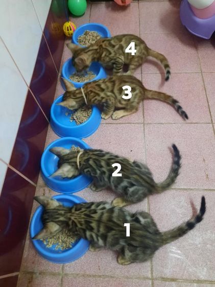 เบงกอล (Bengal House Cat) แมวเบงกอล