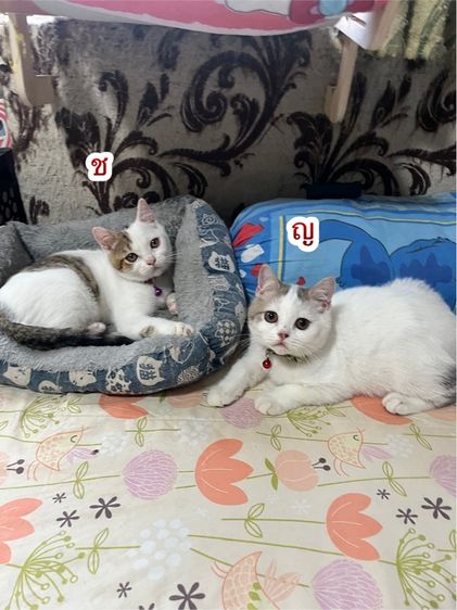 สก็อตติช โฟลด์ (Scottish Fold) สก็อตติชแท้2ตัวสุดท้าย