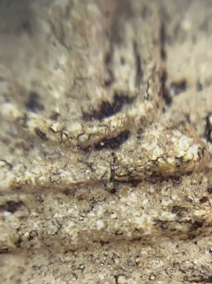 พระสมเด็จ รูปที่ 7