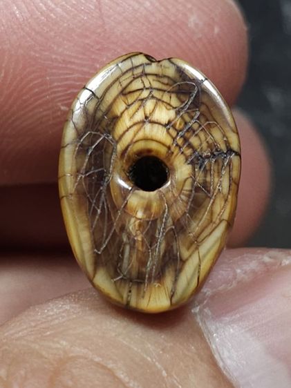 ⛳️เสือหลวงพ่อปาน วัดบางเหี้ย รูปที่ 6