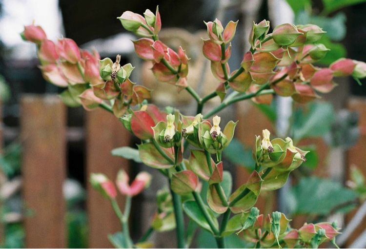 กล้องฟิล์ม Rolleiflex SL35 รูปที่ 12