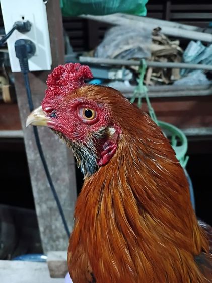 ไก่ใหม่จับจากฝูง รอย 2.5-2,6 ตามสายพม่าหน้าหงอนครับ รูปที่ 3