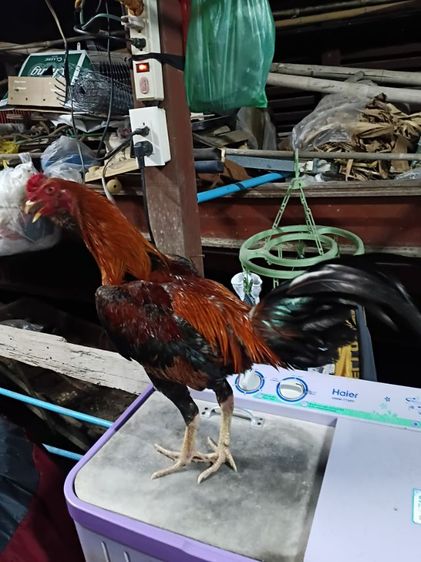 ไก่ใหม่จับจากฝูง รอย 2.5-2,6 ตามสายพม่าหน้าหงอนครับ รูปที่ 2