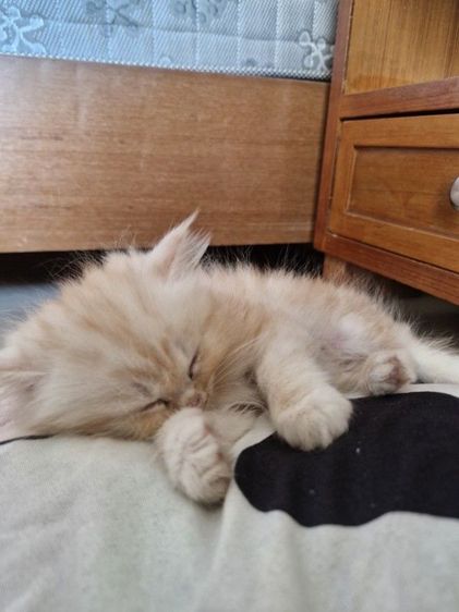 แมวเปอร์เซีย รูปที่ 3