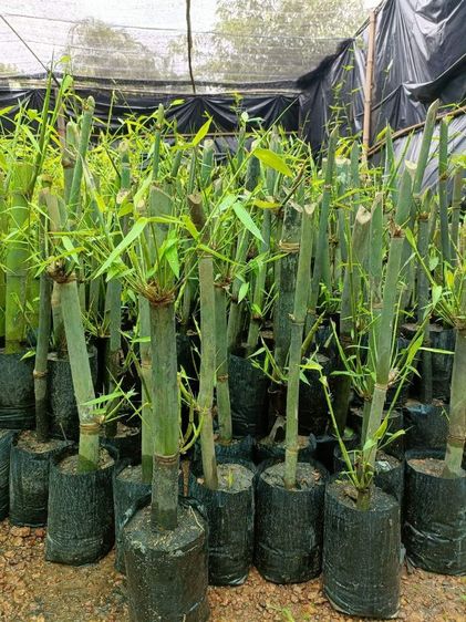 กล้าไผ่ซางหม่นขูดเหง้า รูปที่ 2