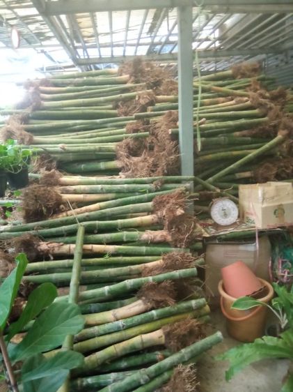 กล้าไผ่ซางหม่นขูดเหง้า รูปที่ 7