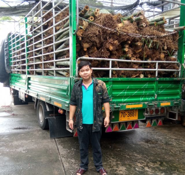 กล้าไผ่ซางหม่นขูดเหง้า รูปที่ 8