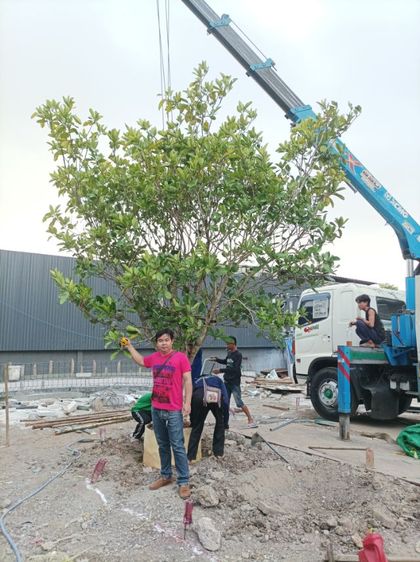 รับแต่งสวน รูปที่ 9