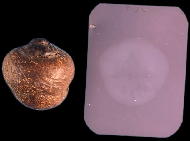 หมากทุยหลวงปู่เอี่ยมวัดหนัง​ ลูกเปลือยราคาเบาๆ​เอาเท่าทุน รูปที่ 4