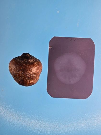 หมากทุยหลวงปู่เอี่ยมวัดหนัง​ ลูกเปลือยราคาเบาๆ​เอาเท่าทุน รูปที่ 2