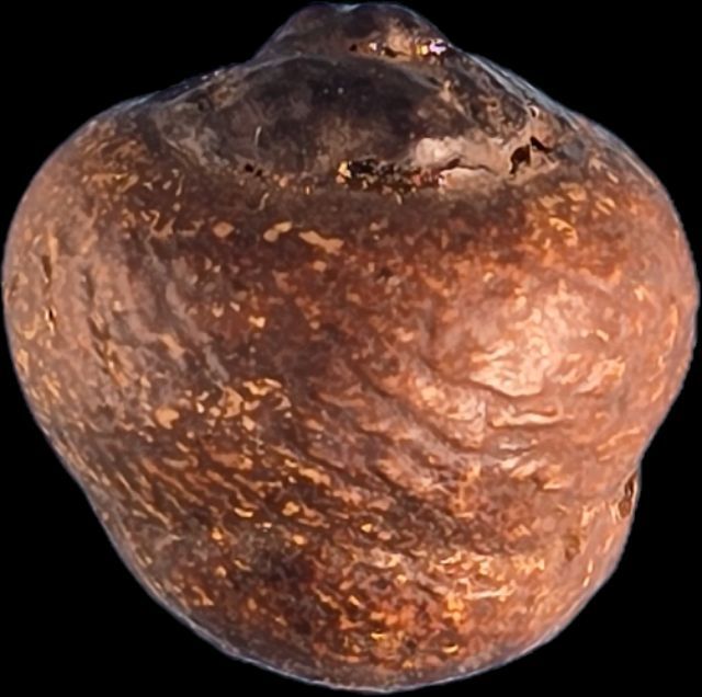 หมากทุยหลวงปู่เอี่ยมวัดหนัง​ ลูกเปลือยราคาเบาๆ​เอาเท่าทุน