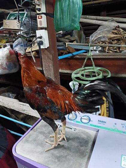 หน้าหงอน 2.6-2.6 ไก่ใหม่ๆๆๆ รูปที่ 2