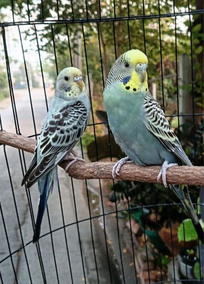 หงส์หยกลูกผสม รูปที่ 2