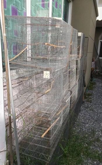 ชายกรงนกมือสอง กรงเพาะ ขนาด กว้าง 44 ยาว 60 สุง 45 นิ้ว รูปที่ 3