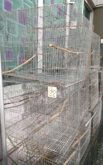 ชายกรงนกมือสอง กรงเพาะ ขนาด กว้าง 44 ยาว 60 สุง 45 นิ้ว รูปที่ 2