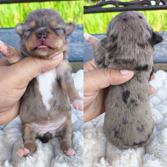 เปิดจอง ชิวาวา"ขนสั้น" รูปที่ 7