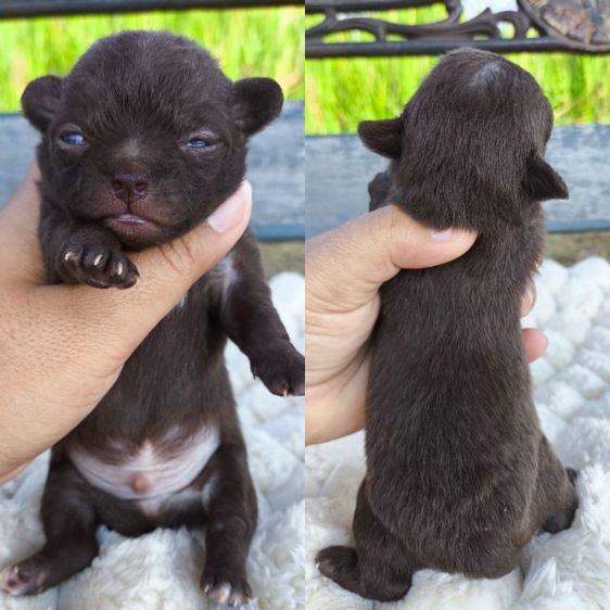 เปิดจอง ชิวาวา"ขนสั้น" รูปที่ 16