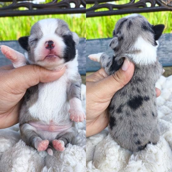 เปิดจอง ชิวาวา"ขนสั้น" รูปที่ 4