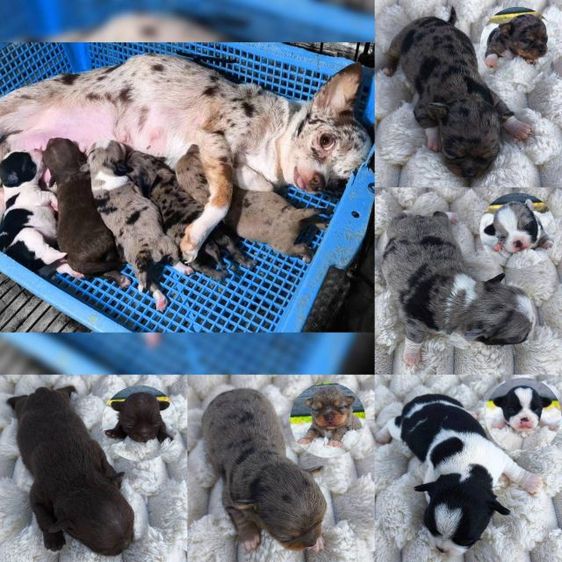 เปิดจอง ชิวาวา"ขนสั้น"