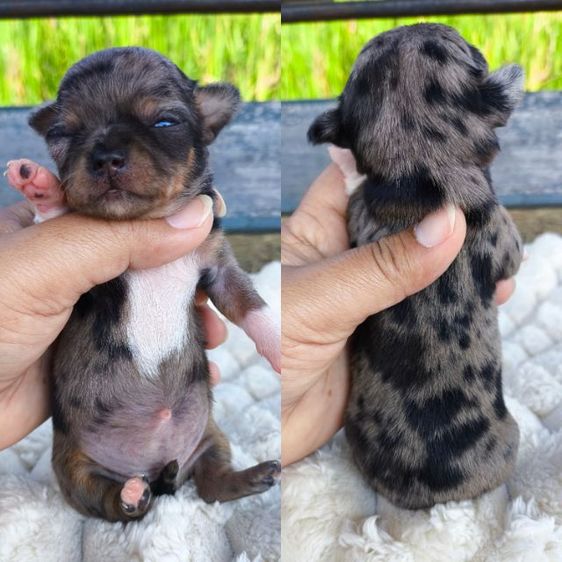 เปิดจอง ชิวาวา"ขนสั้น" รูปที่ 13