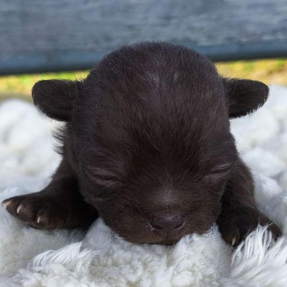 เปิดจอง ชิวาวา"ขนสั้น" รูปที่ 15