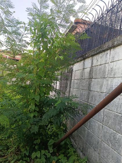 ไม่ใช่ ที่ดินถมแล้ว 96 ตร.วา รูปที่ 4