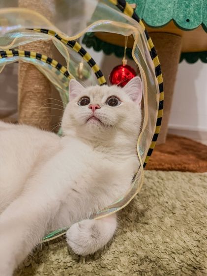 บริติชแท้ เด็กหญิง ตาฟ้า 6เดือน รูปที่ 8