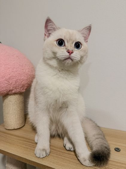 บริติชแท้ เด็กหญิง ตาฟ้า 6เดือน รูปที่ 3