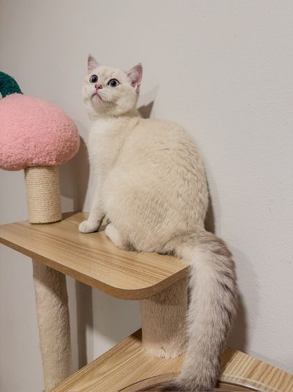 บริติชแท้ เด็กหญิง ตาฟ้า 6เดือน รูปที่ 6