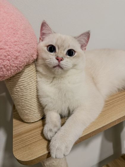 บริติชแท้ เด็กหญิง ตาฟ้า 6เดือน รูปที่ 4