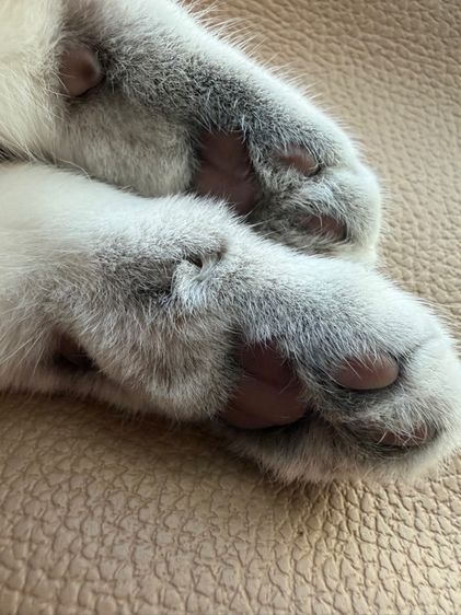 บริติชแท้ เด็กหญิง ตาฟ้า 6เดือน รูปที่ 9