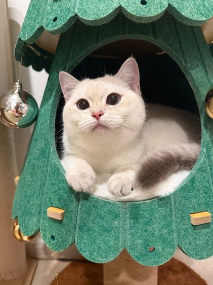 บริติชแท้ เด็กหญิง ตาฟ้า 6เดือน