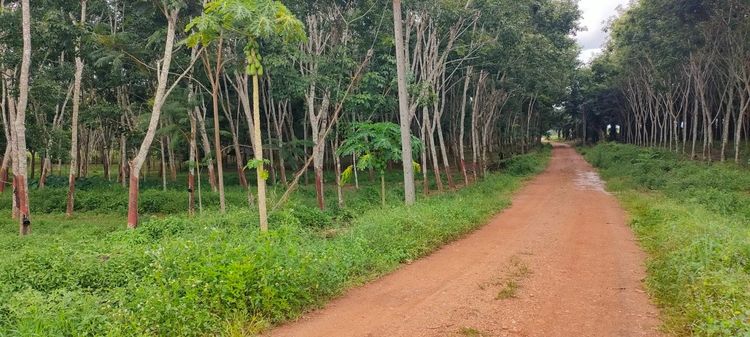 ขายที่ดิน จำนวน 10 ไร่ พร้อมสวนยาง รายได้ทันที หมู่ 10 ต.ท่ายาง อ.ทุ่งใหญ่ จ.นครศรีธรรมราช