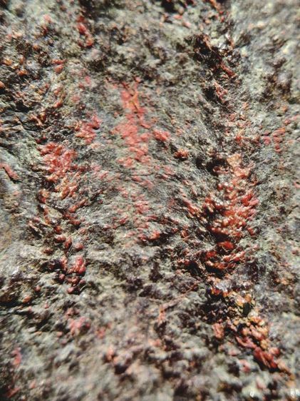 พระร่วงหลังลายผ้า กรุวัดพระศรีฯ จ.ลพบุรี รูปที่ 13