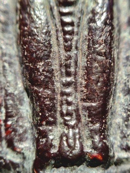 พระร่วงหลังลายผ้า กรุวัดพระศรีฯ จ.ลพบุรี รูปที่ 10